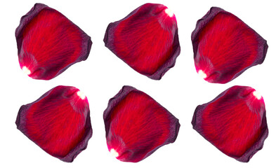 Red rose petals isolated on a white