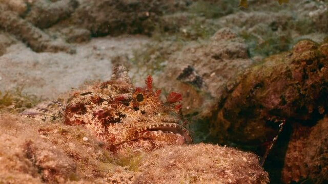 Scorpionfish is hunting in coral reef of Caribbean Sea, Curacao