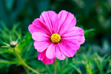Obraz premium Beautiful cosmos flower