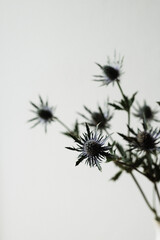 dunkelblaue Disteln an einem Zweig vor hellem Hintergrund | Trockenblumen, Zweig, Floristik, Blumen, besondere Pflanzen, boho, modern, lila, blau