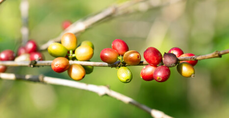 Fresh coffee beans