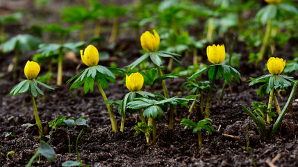 Spring flowers bloom 