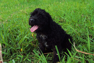 black dog on grass