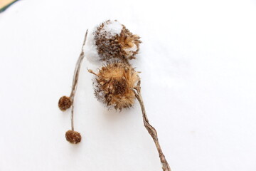 Dry sycamore seeds fell from the tree and lie in the snow .