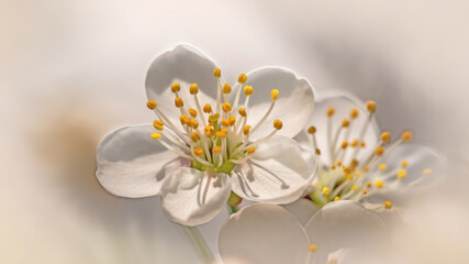 Fototapeta na wymiar Spring nature greeting card. Beautiful picture of white cherry tree flower with selective focus against blurred white background close up macro. Awesome nature floral spring banner. Small DOF.