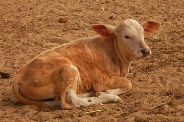 calf