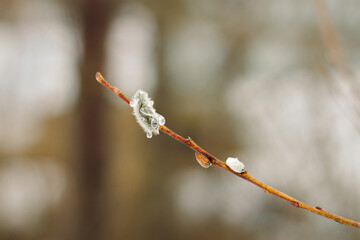 willow branch with raindrops on the fuzzies in spring on a blurred background