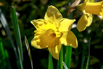 Fototapeta premium Yellow narcissus flower is also known as daffodil, daffadowndilly, narcissus, and jonquil.