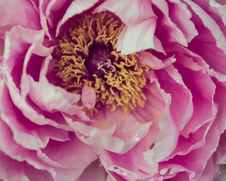 Pink Peony Flower Paeonia suffruticosa Close up