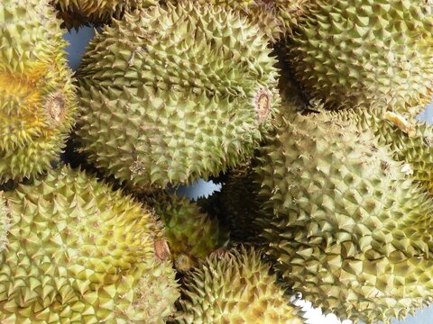 &nbsp;Durian, Zibetfrucht, Stinkfrucht, K&auml;sefrucht, Obst