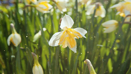Narcissus flowers on the lawn in the garden
