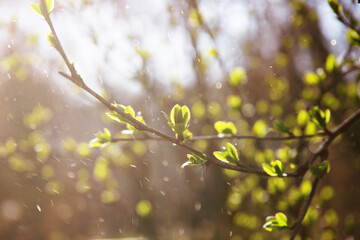 Tree buds with new green leaves