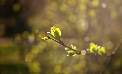 Tree buds with new green leaves