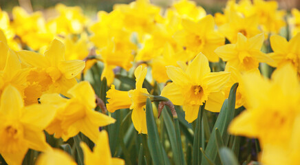 Bright yellow narcissus flowers in the garden