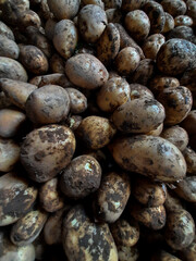 close up of freshly harvested potatoes