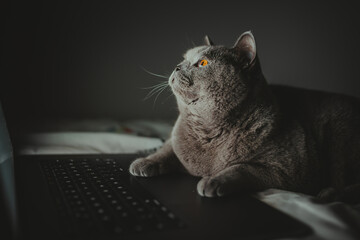 British cat works behind a laptop in bed long into the night, Wallpaper, Night-night, working home, cat life, British Shorthair cat.