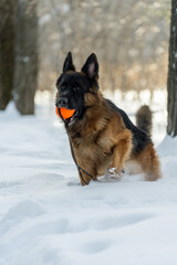 German Shepherd stands holding up the front paw with an orange ball in his teeth