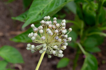 Allium schoenoprasum