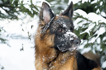 Beautiful shepherd walking in the winter in the forest.