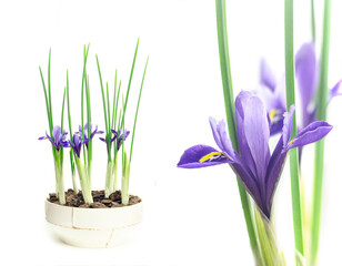 Blue iris flowers in a pot