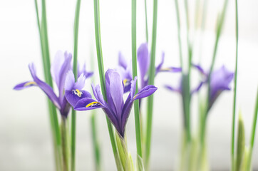 Obraz na płótnie Canvas blue iris flower blurred background 