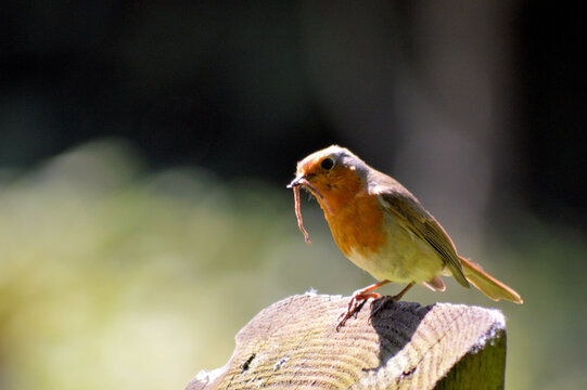 Close-up Of Bird Perching On Wood