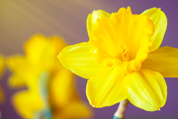 Yellow daffodil flower close-up on a purple background.