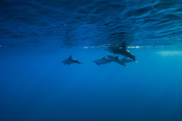 Spinner dolphins underwater in blue ocean. Dolphins family in Indian ocean