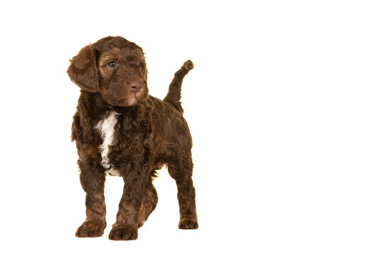 Cute brown labradoodle puppy standing isolated on a white background looking away with space for copy