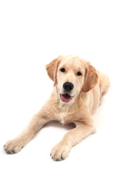 Cute Retriever puppy lies on a white isolated background and looks at camera. copy space. High quality photo