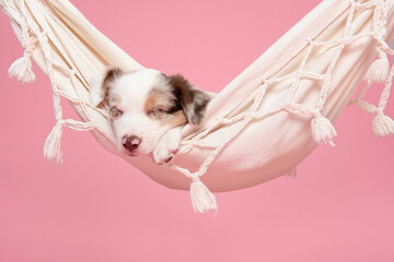 Cute border collie puppy sleeping in a hammock on a pink background