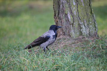 Hooded crow stands on the grass in the park. Large tree trunk on the background. Big black beak and watchful eyes.