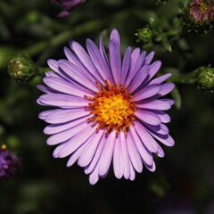 Michaelmas daisy, Aster