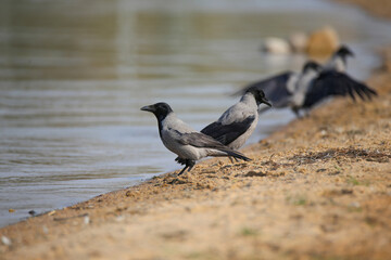 Several hooded crows sit on the sandy shore of the lake. Beautiful birds near the water in nature.