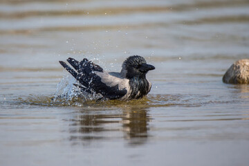 A wet gray crow bathes in the lake. Splashes of water are flying and glittering in the sun.