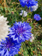 A close up of a flower High photo