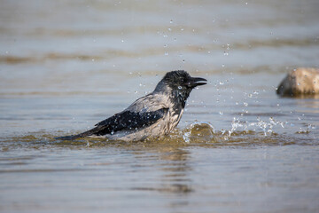 A wet gray crow bathes in the lake. Splashes of water are flying and glittering in the sun. Bird in the wild.