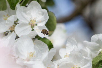 A bee frozen in flight to the flowers of the apple tree. White flowers and green leaves on a blurred background.