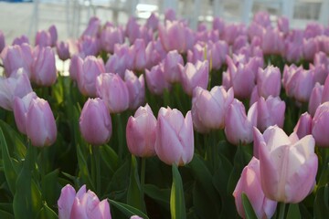 Pink Tulips