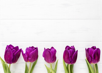 Beautiful purple tulips on a white background. Spring flowers tulips background with copy space