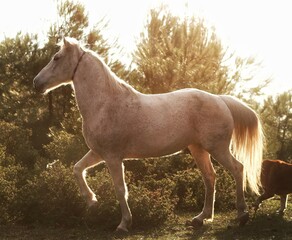 Fototapeta na wymiar White Horse with Sunsihne