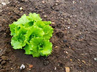 A close up of a piece of broccoli