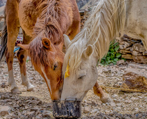 Zankar Valley north India
