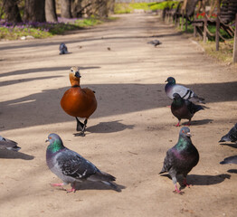 Ogar duck walking in the park with doves - obrazy, fototapety, plakaty