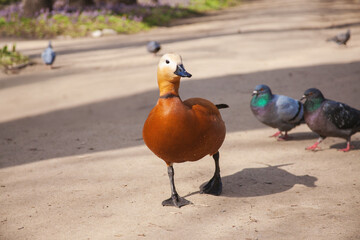 Ogar duck walking in the park with doves - obrazy, fototapety, plakaty