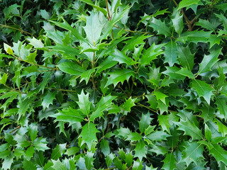 A green plant in a forest photo