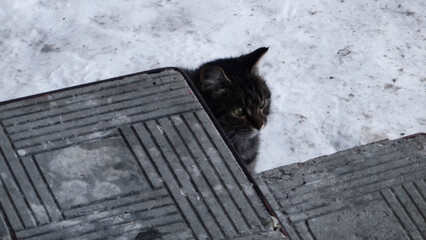 Homeless cat on the street. Cat portrait. Winter snow. Dark