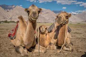 The Deset and Valley of Nubra India
