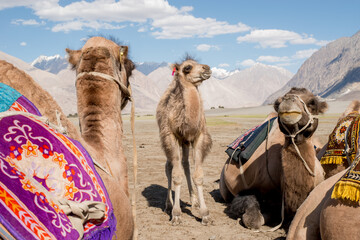 The Deset and Valley of Nubra India