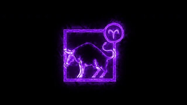 The Taurus zodiac symbol, horoscope sign lighting effect purple neon glow. Royalty high-quality free stock of Taurus signs isolated on black background. Horoscope, astrology icons with simple style